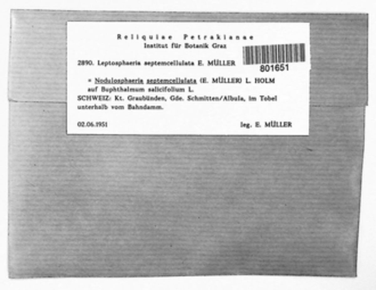 Leptosphaeria septemcellulata image